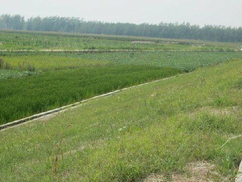 三維植被網(wǎng)護(hù)坡,三維植被網(wǎng)